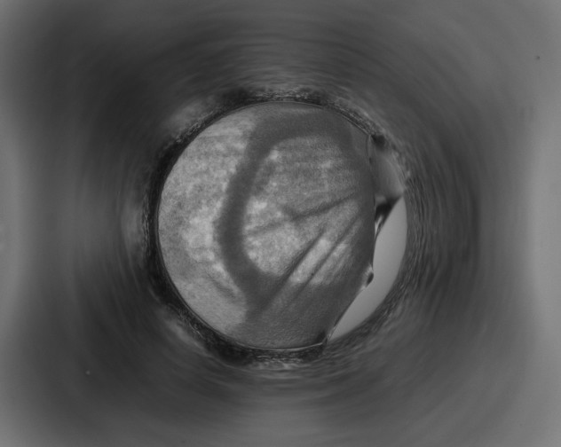 X0000086770642200705111736