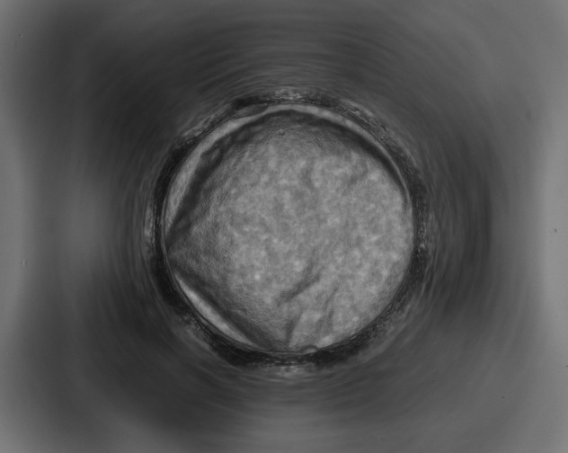 X0000086770646200705111736