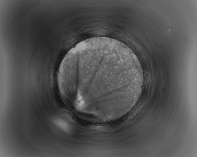 X0000086770655200705111736