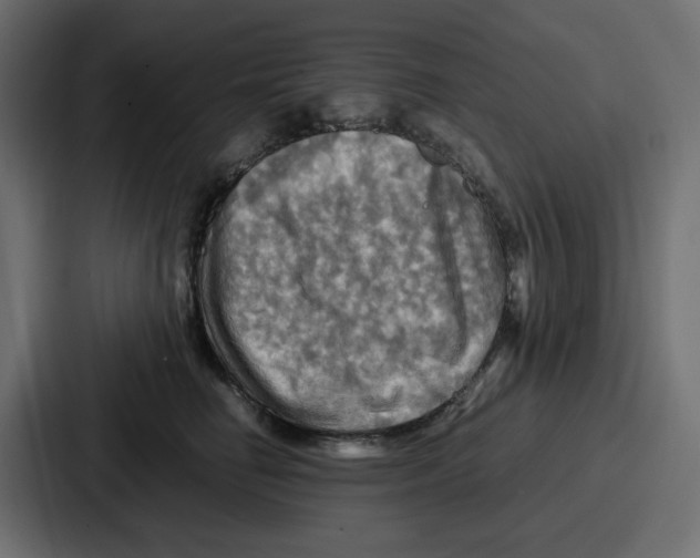 X0000086770662200705111736