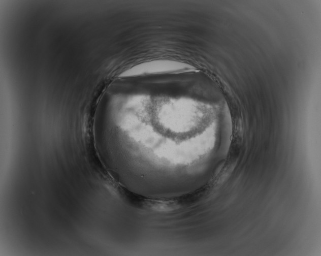 X0000086770663200705111736