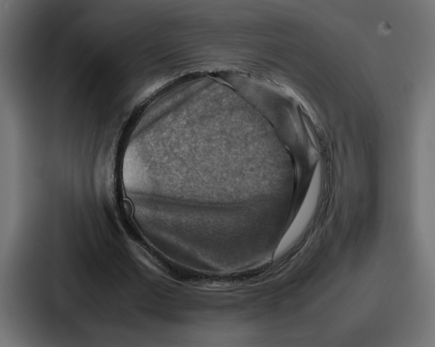 X0000086770677200705111735
