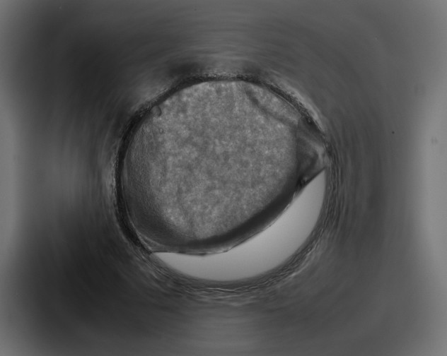 X0000086770681200705111735