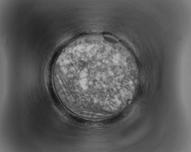 X0000086770683200705111735