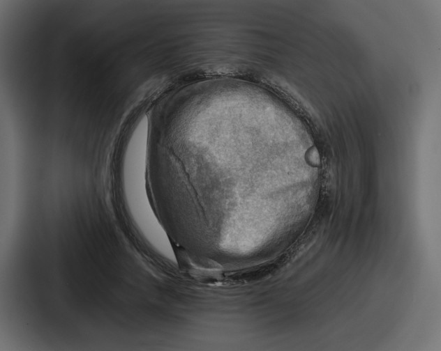 X0000086770738200705111735
