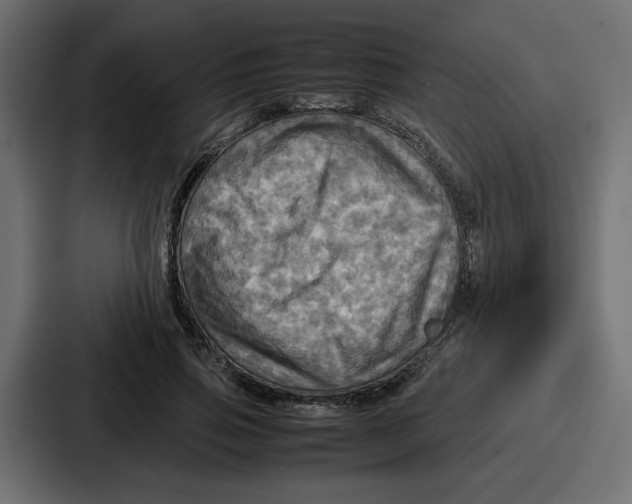 X0000086770741200705111735