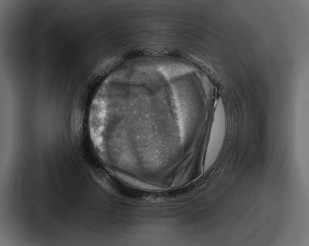 X0000086770742200705111735