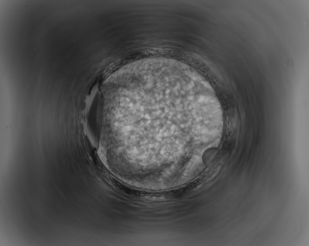 X0000086770749200705111735