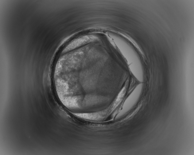 X0000086770783200705111734