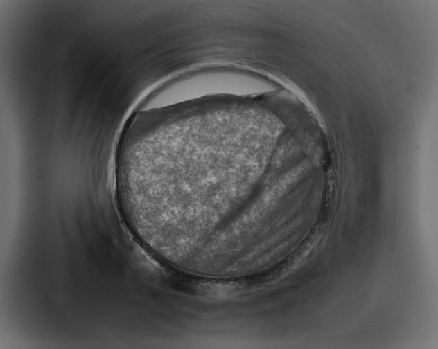 X0000086770791200705111734