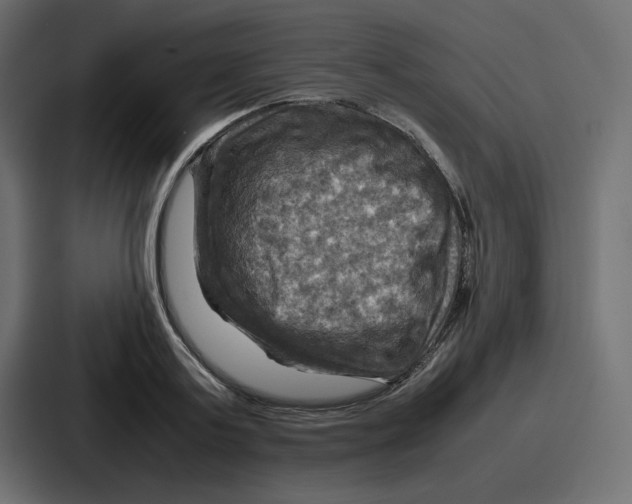 X0000086770795200705111734