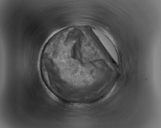 X0000086770803200705111734