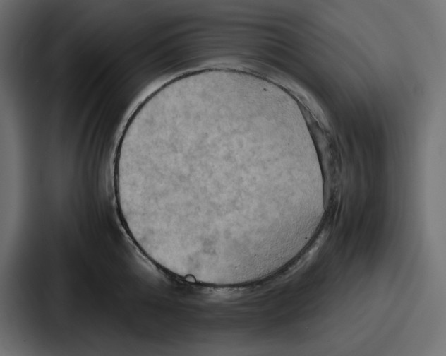X0000086770808200705111734