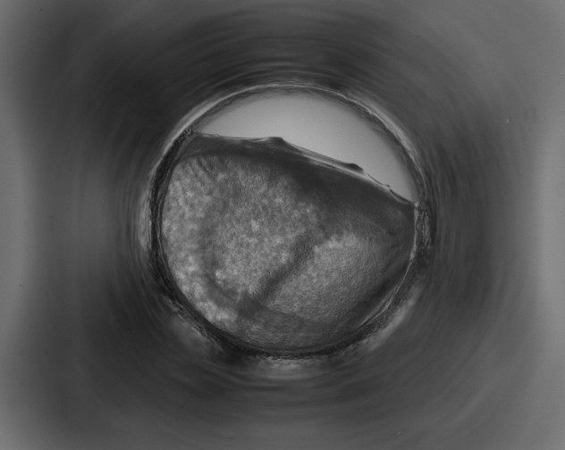 X0000086770829200705111733
