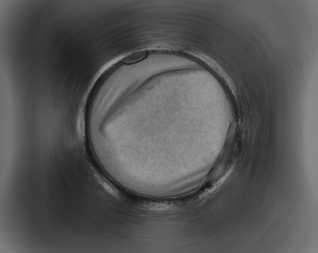 X0000086770838200705111733
