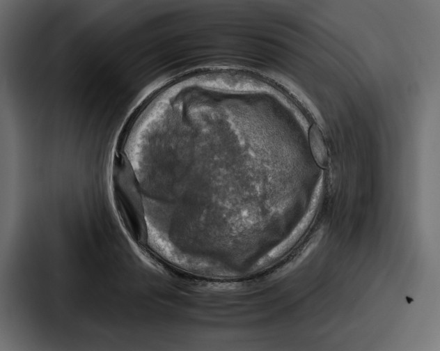 X0000086770845200705111733