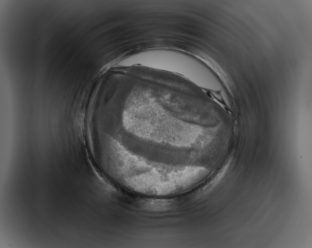 X0000086770849200705111733