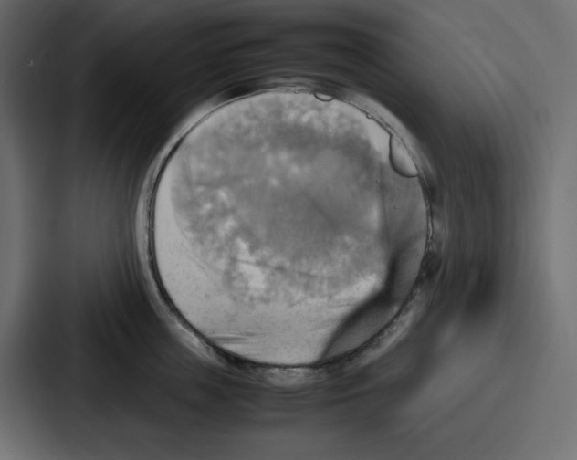 X0000086770859200705111734