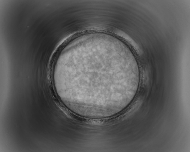 X0000086770878200705111733