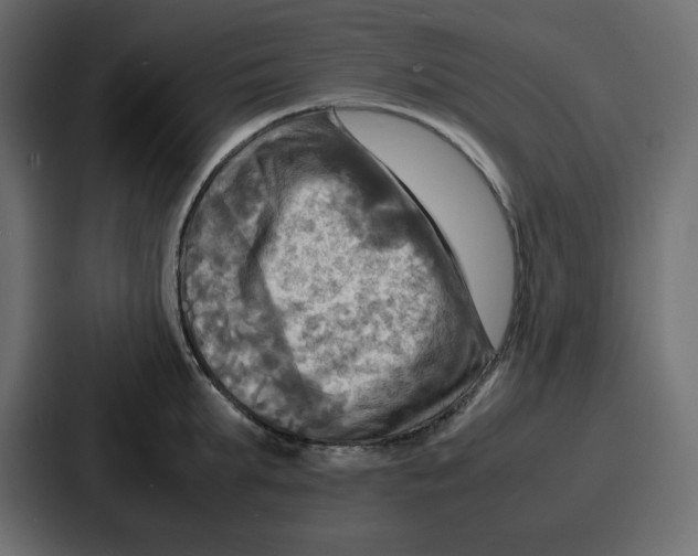 X0000086770903200705111733