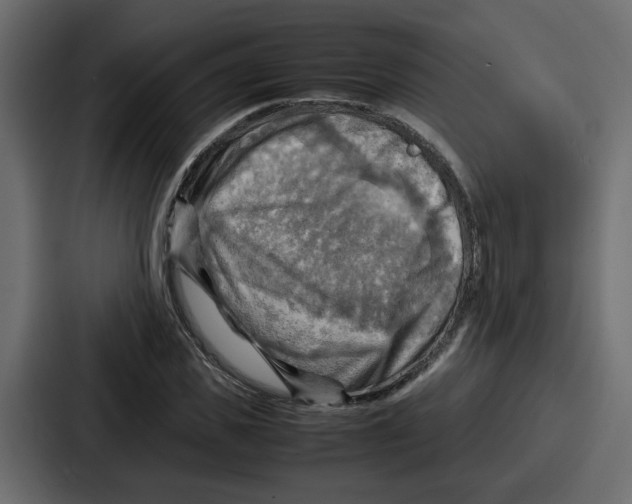 X0000086770925200705111732