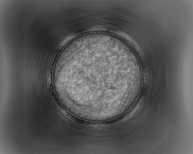 X0000086770929200705111732