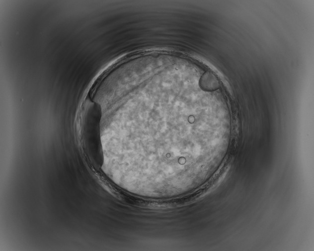 X0000086770933200705111732