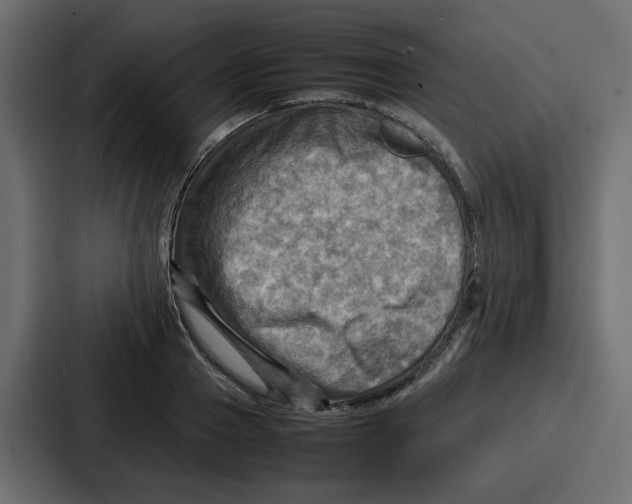 X0000086770937200705111732