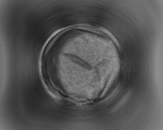 X0000086770955200705111732