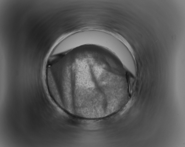 X0000086771005200705111731