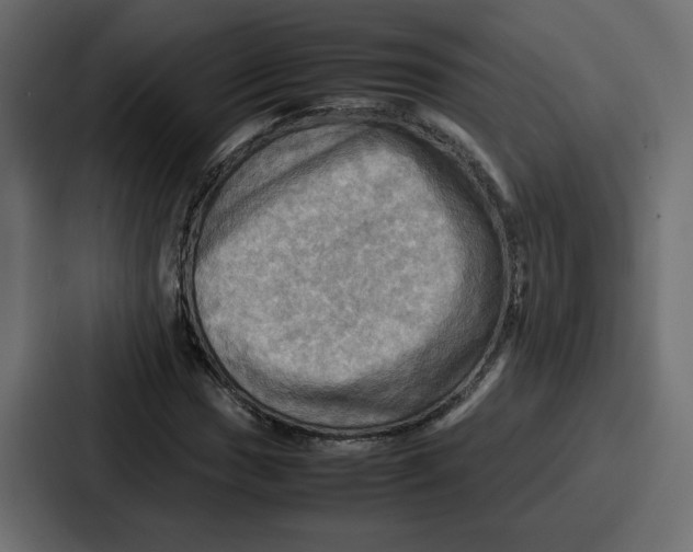 X0000086771017200705111731