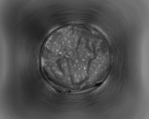 X0000086771025200705111731