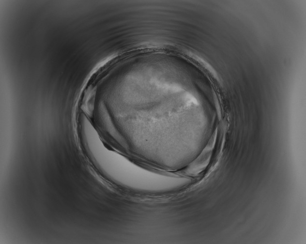 X0000086771026200705111731