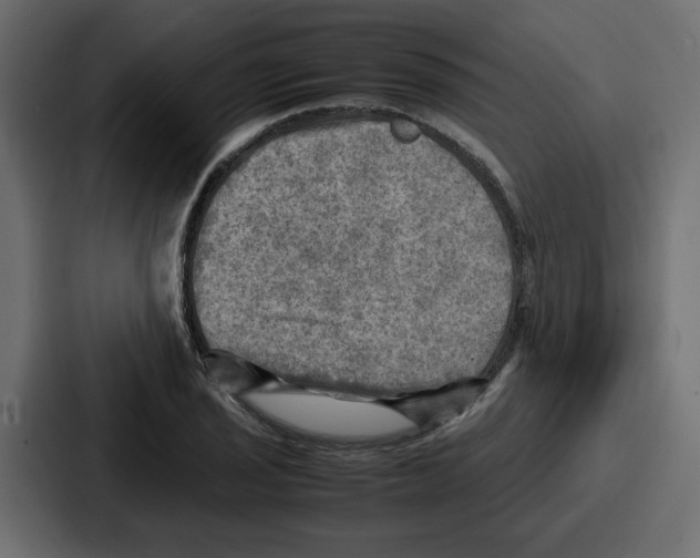 X0000086771029200705111731