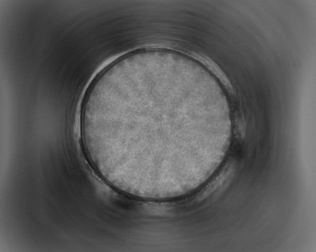 X0000086771036200705111731