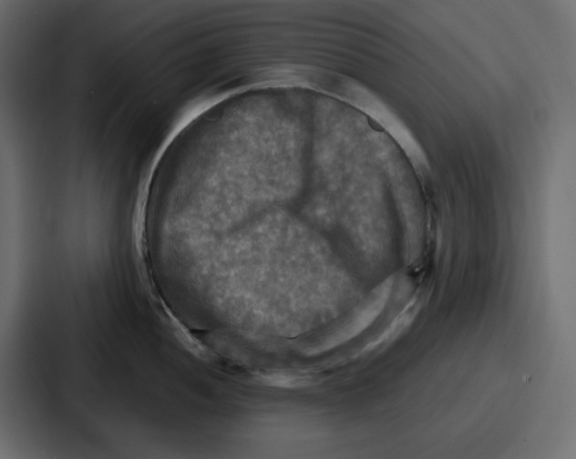 X0000086771052200705111731