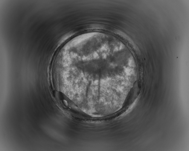 X0000086771121200705111730