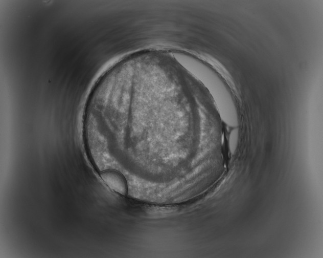 X0000086771183200705111729