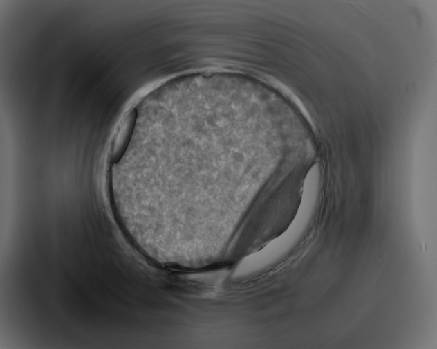 X0000086771379200705111726