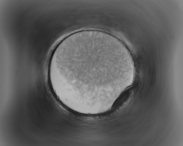 X0000086771504200705111725