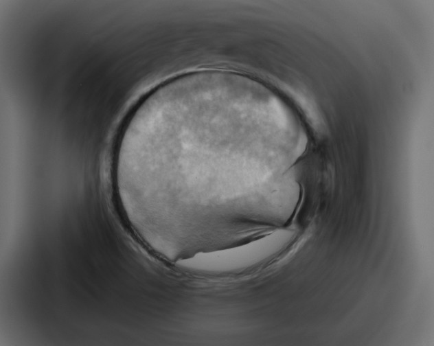 X0000086771506200705111725