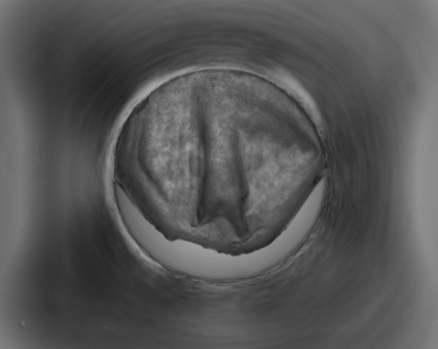 X0000086771528200705111725