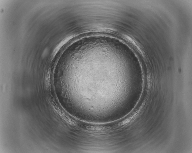 X0000086780875200704131212