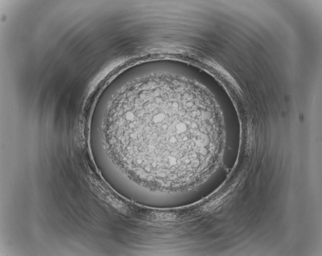 X0000086780878200704131211