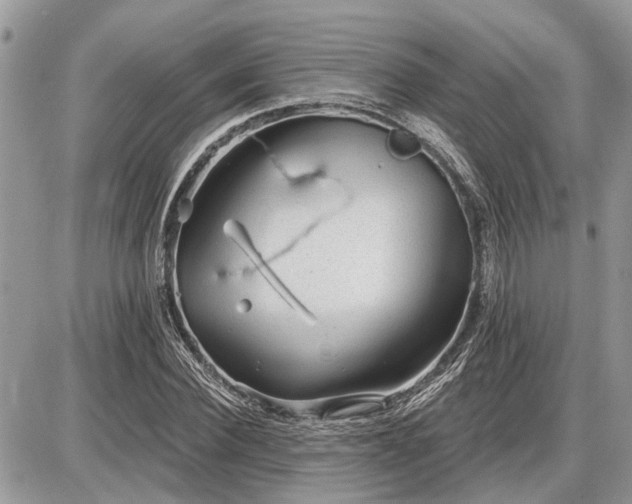 X0000086780924200704131210