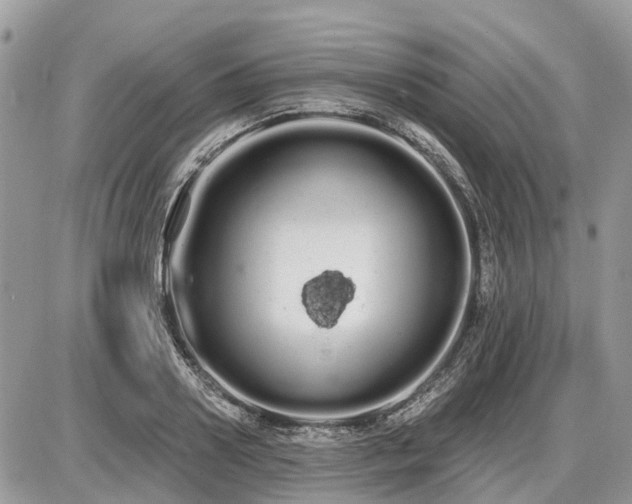 X0000086780938200704131211