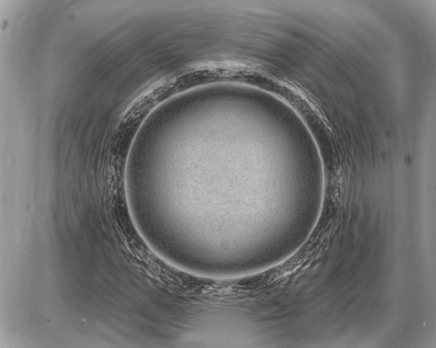 X0000086780967200704131210