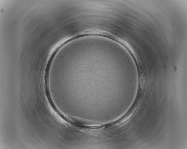 X0000086780995200704131210