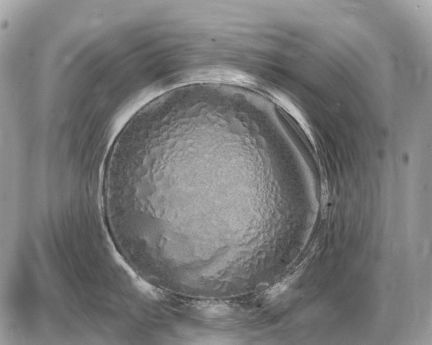 X0000086781103200704131208