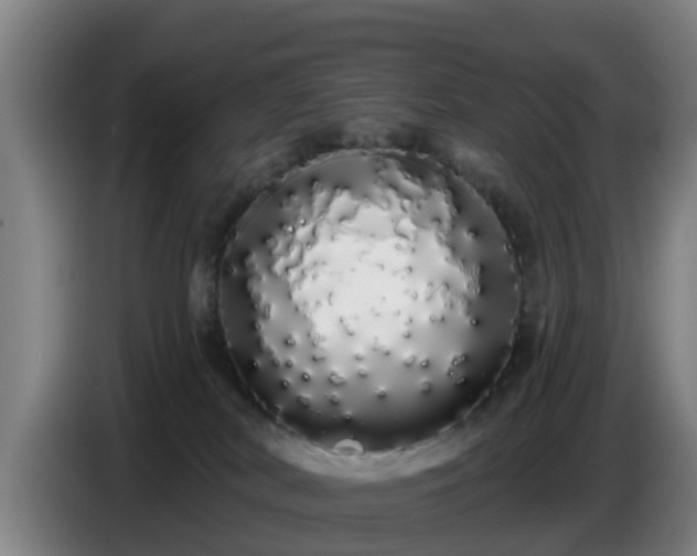 X0000086780038200704201833